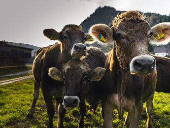 Kühe am Glitschnerhof