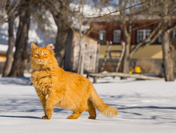 Katze erkundet die Winterlandschaft am Glitschnerhof