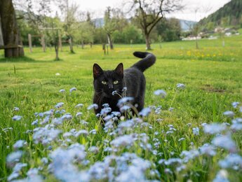 Katze auf der Wiese vorm Glitschnerhof