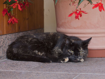 Katze Sumsi