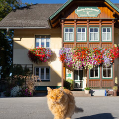 Ein oranger Kater spaziert am Bauernhof und im Hintergrund ist das blumengeschmückte Haupthaus zu sehen.