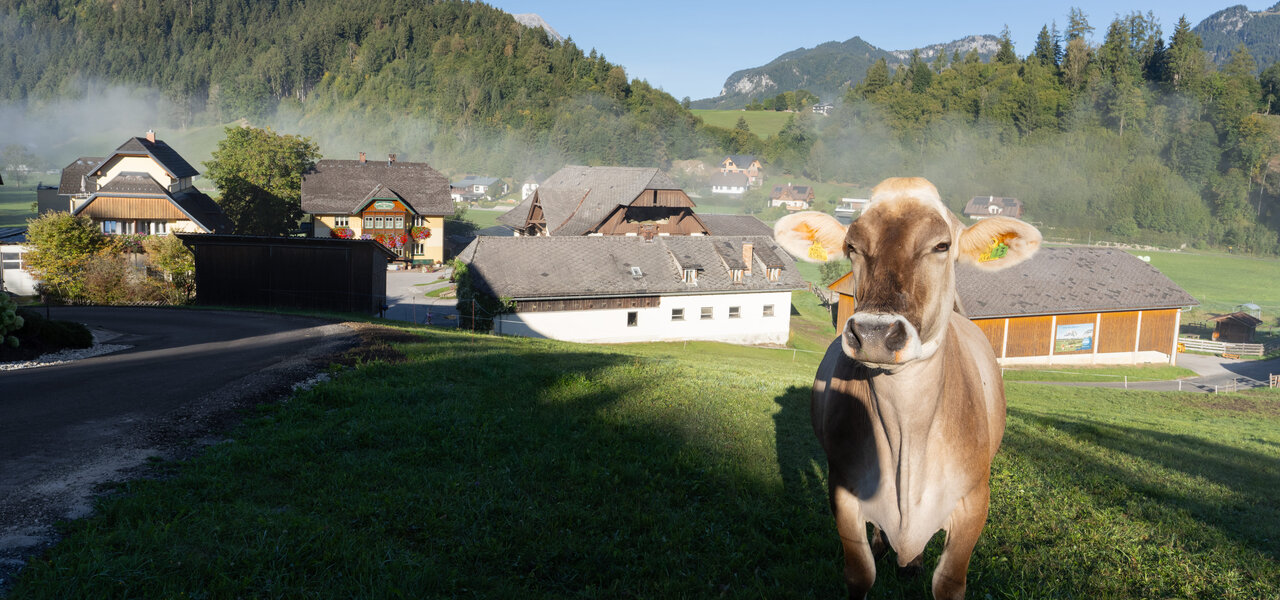 Eine Kuh steht auf einer grünen Wiese. Im Hintergrund sieht man den Bauernhof.